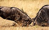 TANZANIA - Serengeti National Park - Lobo - 47